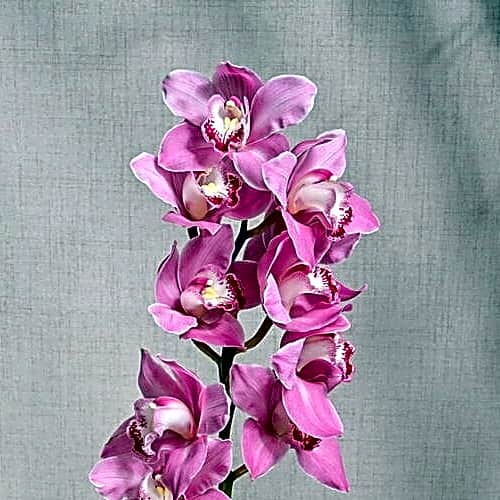 1 Pink Cymbidium Orchid in Ceramic Vase 6626 view 2