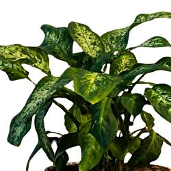 DUMB CANES PLANT view 2