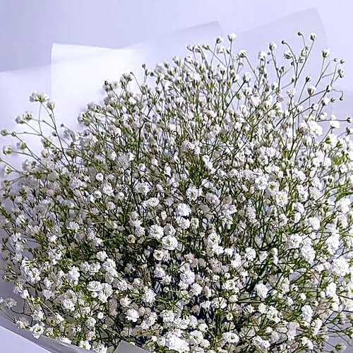 Bouquet of Gypsophila view 2