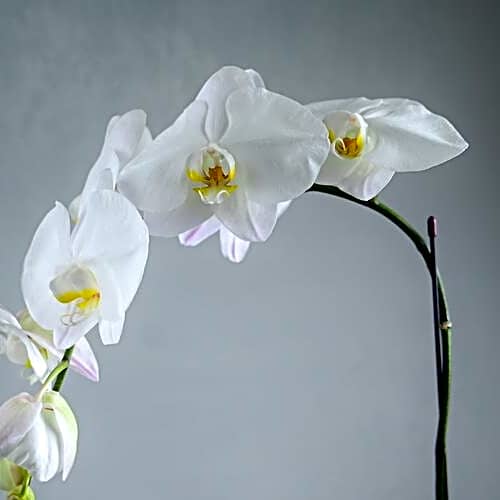 White Phalaenopsis Single Stem Plant-5505 view 4