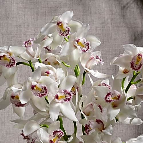 3 Stems of White Cymbidium Orchids 6591 view 4