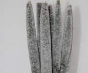 Corn dry 3 view 2