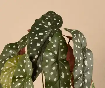 Artificial Begonia maculata Plant view 2