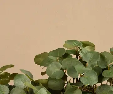 Artificial Eucalyptus Plant view 2