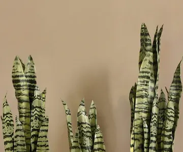 Artificial Sansevieria Plant view 2