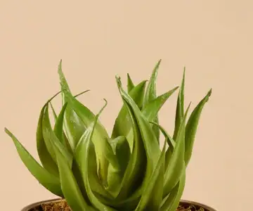 Artificial Aloe Plant view 2