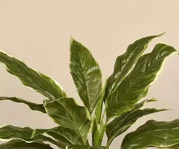 Artificial Hosta Plant view 2