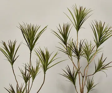 Artificial Dracaena Tree view 2