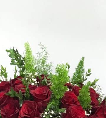 roses red with some leaves N view 2