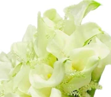 Calla white with astile N view 2