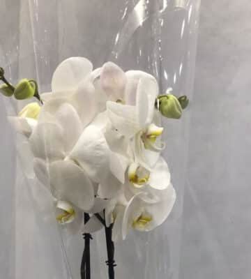 PHALAENOPSIS WHITE WITH CERAMIC N view 2