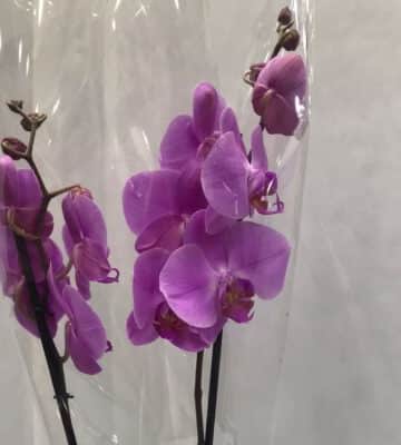 PHALAENOPSIS LIGHT PURPLE WITH CERAMIC N view 2