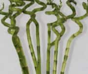 LUCKY BAMBOO WITH GLASS 70CM N view 2