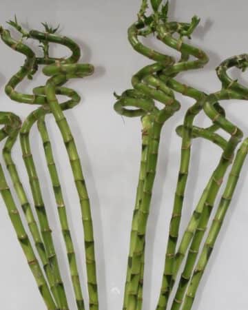 LUCKY BAMBOO WITH GLASS 100CM N view 2