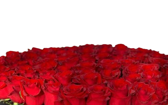 Valentine's Day rose box 1 view 2