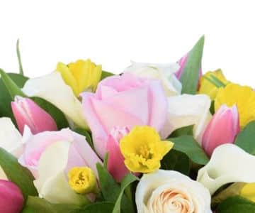TULIP STYLE view 2