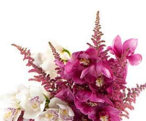 Cymbidium Astilbe view 2