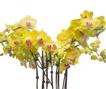 Double Stem Yellow Orchids view 2