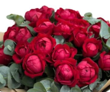 Elegant Red David Austin Roses view 2