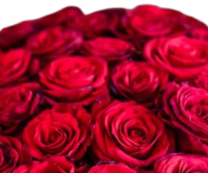 Dark red roses box from Nigwa view 2