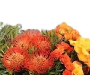 Gemini Flowers 3 view 2
