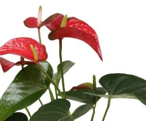 Anthuriam Plant view 2
