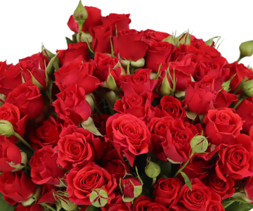 Blooming Romance view 2
