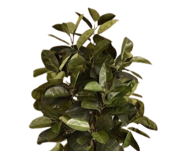 Artificial Rubber Tree. view 2