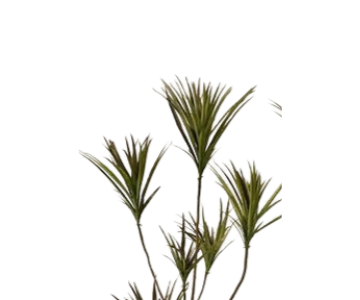 Artificial Dracaena Tree. view 2