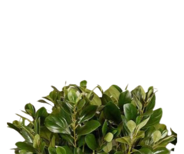 Artificial Watercress Plant. view 2