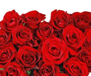 A wonderful gift for birthday to give to your loved ones. 48 view 2
