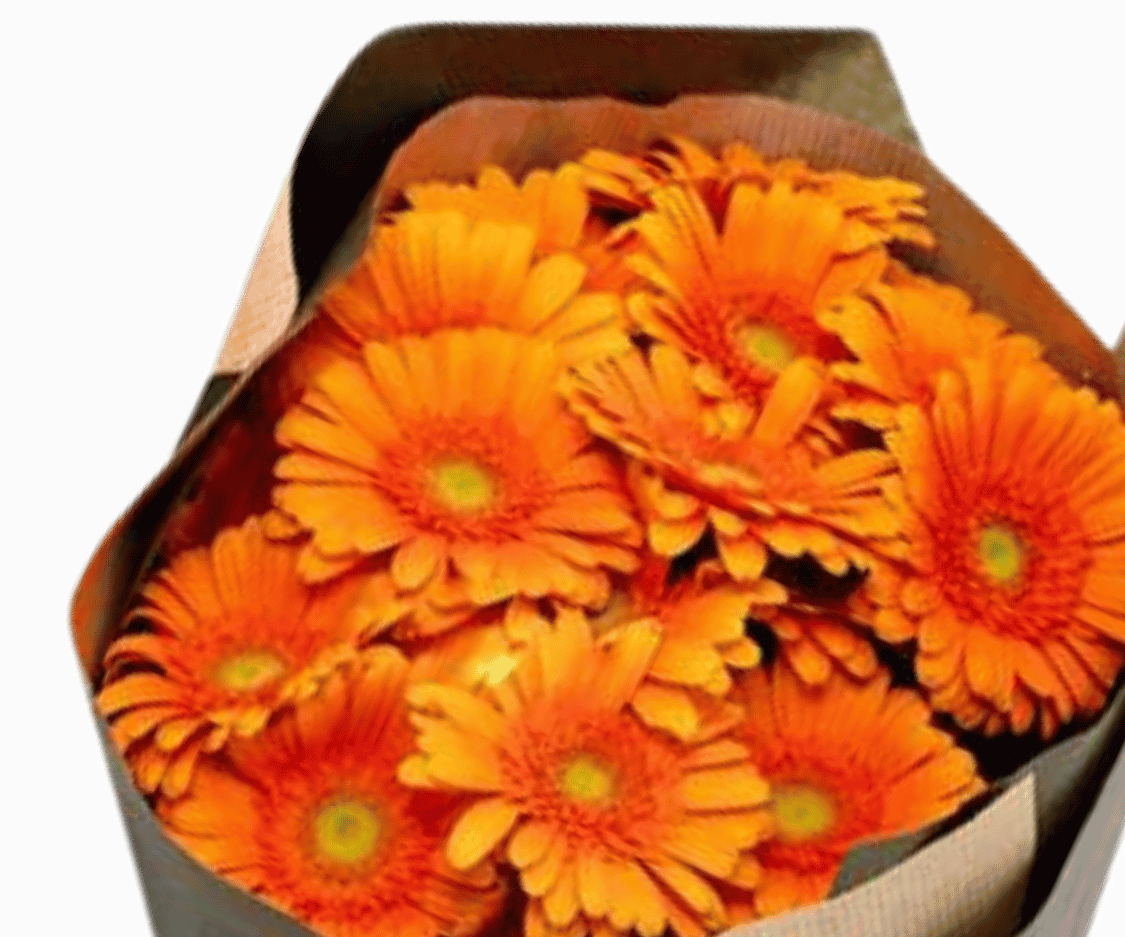 Germini Orange view 2