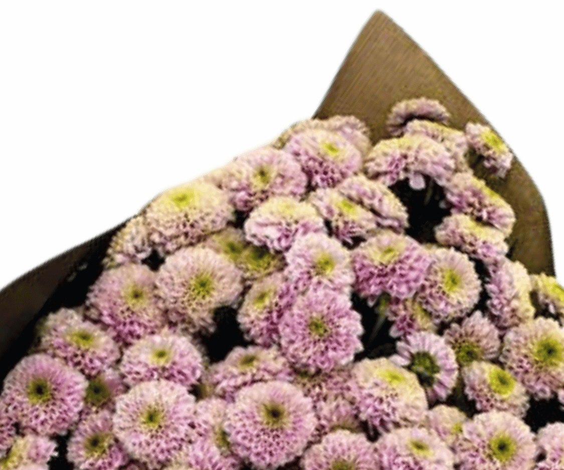 Chrysanthemen Santini Rosa view 2
