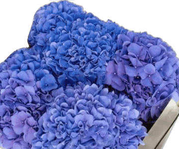 Hortensien Blau1 view 2
