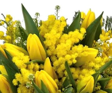 Mimosa e Tulipani |BD Fiorista view 2