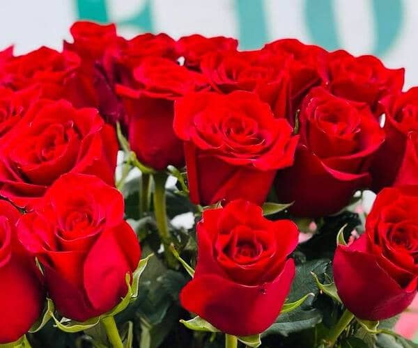 Red roses 🌹 21 view 2