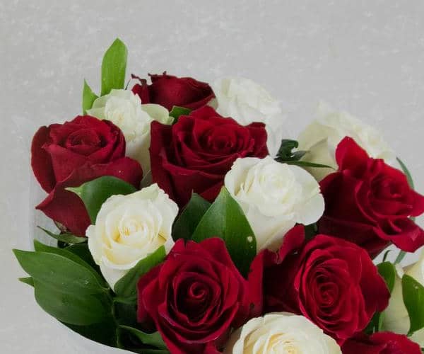 Red and white roses view 2