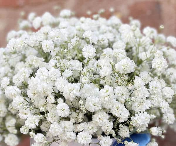 White box with gypsophila view 2
