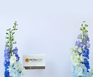 Delphinium Cake Duo view 4