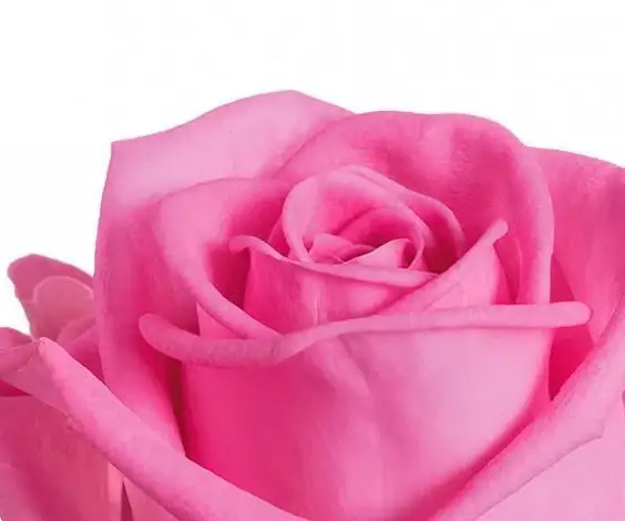 pink roses view 2
