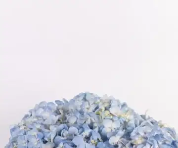 PetiteFlora Box view 2