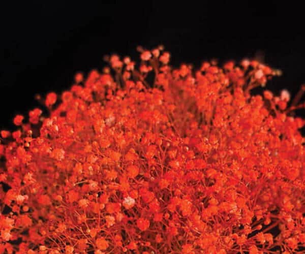 A vase of soft view 2