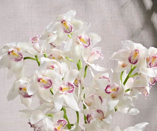 3 Stems of White Cymbidium Orchids 6591 view 6