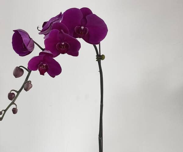 Pink Palaenopsis Orchid view 2