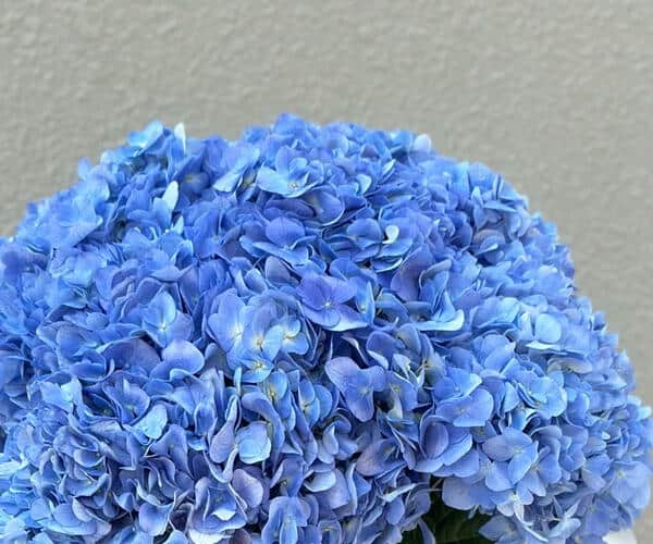 9 Blue Hydrangea Bouquet-1249 view 2