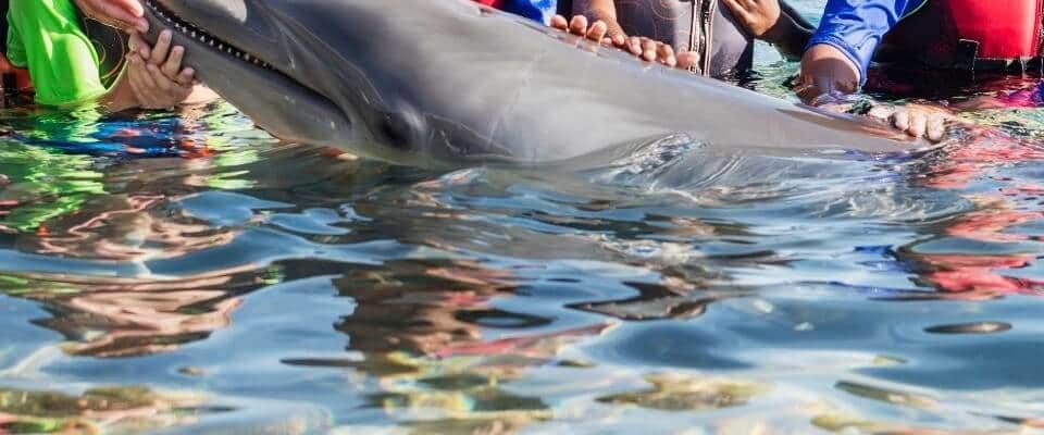 Swim with dolphins view 3
