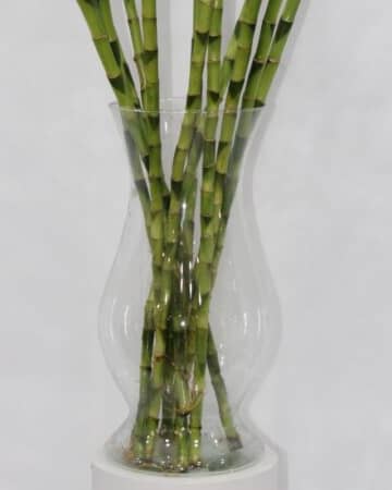 LUCKY BAMBOO WITH GLASS 100CM view 3