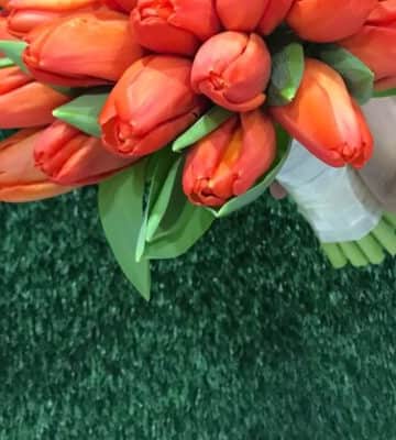 Orange tulip N view 3
