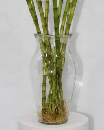 LUCKY BAMBOO WITH GLASS 60CM N view 3