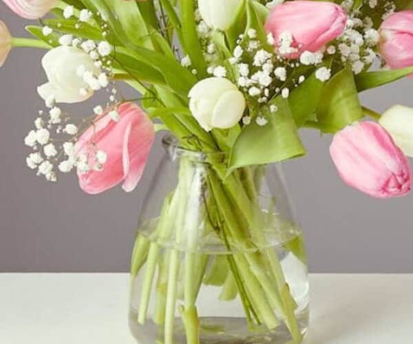 Tulip Dream view 3